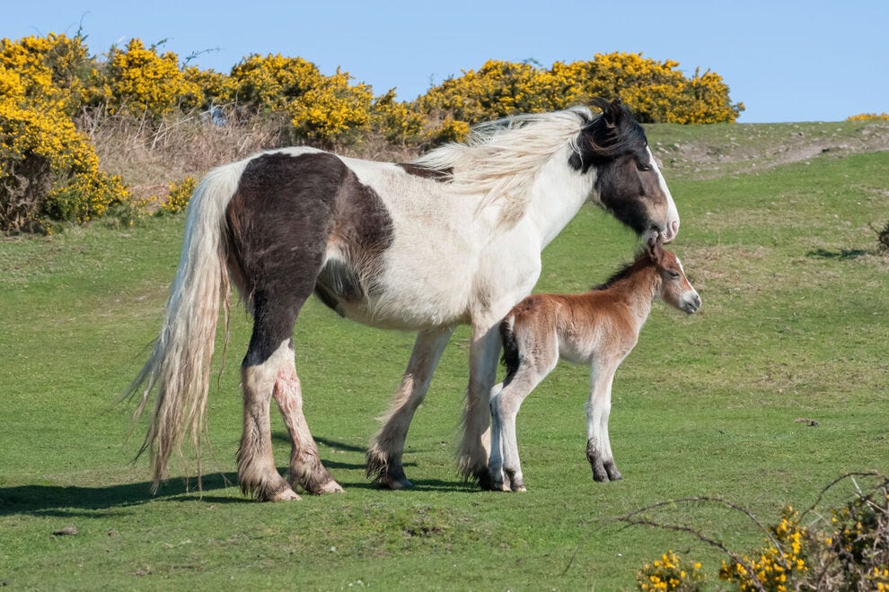 Poney gallois avec poulain nouveau-né