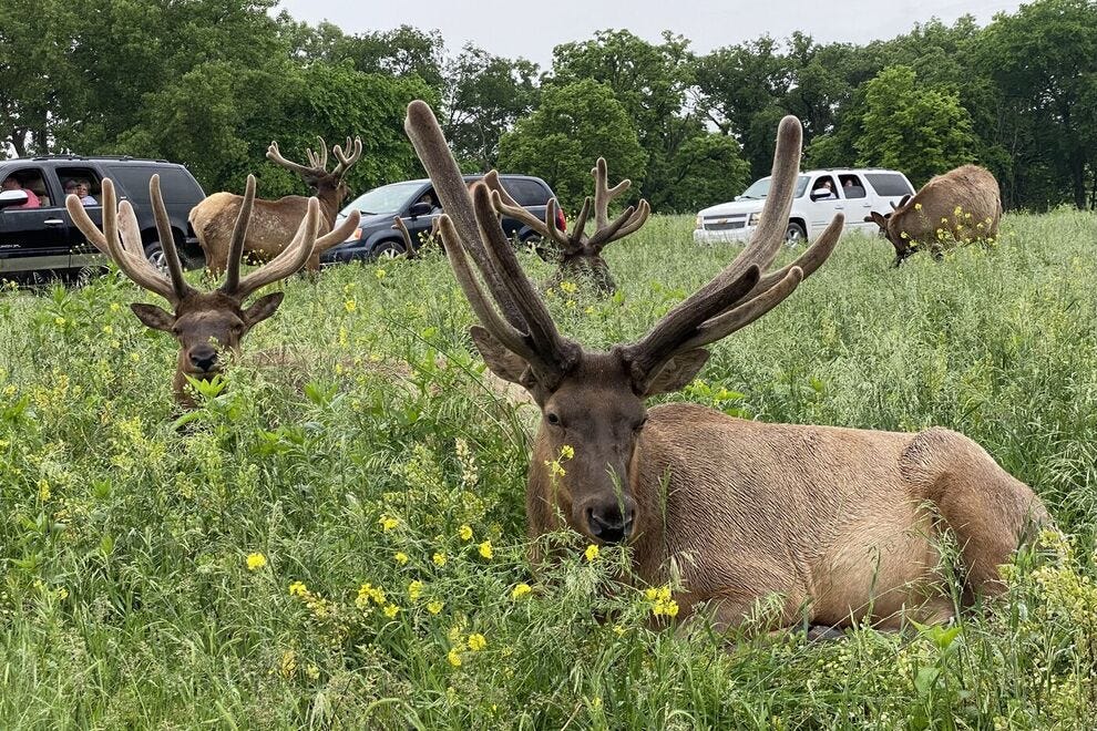 Best Safari Park Winners (2021) USA TODAY 10Best