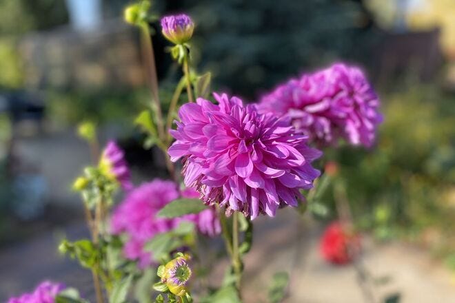 Denver Botanic Gardens is one of the very best things to do in Denver