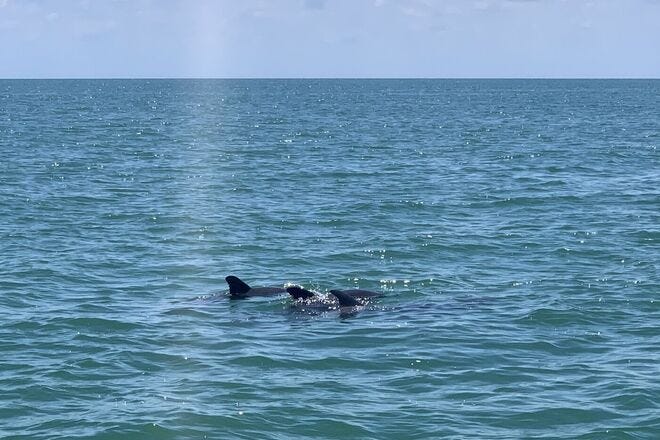 Estero Bay Express Dolphin Tours