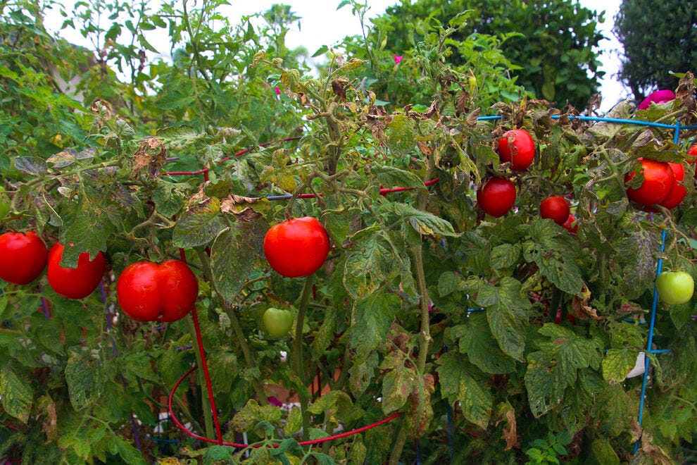 Tomatoes on vine