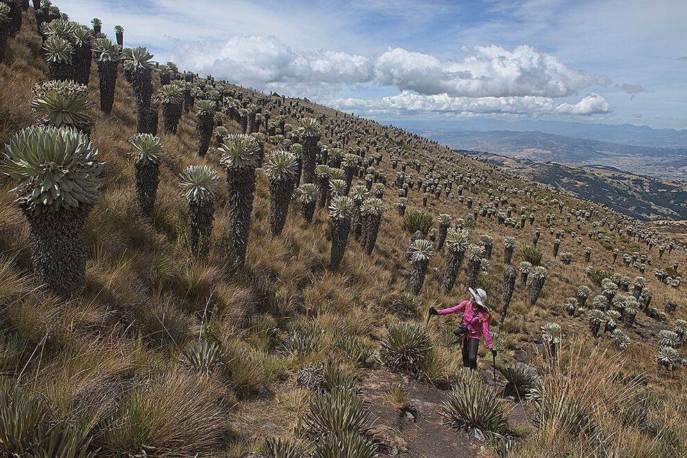 Frailejones Surrealistas