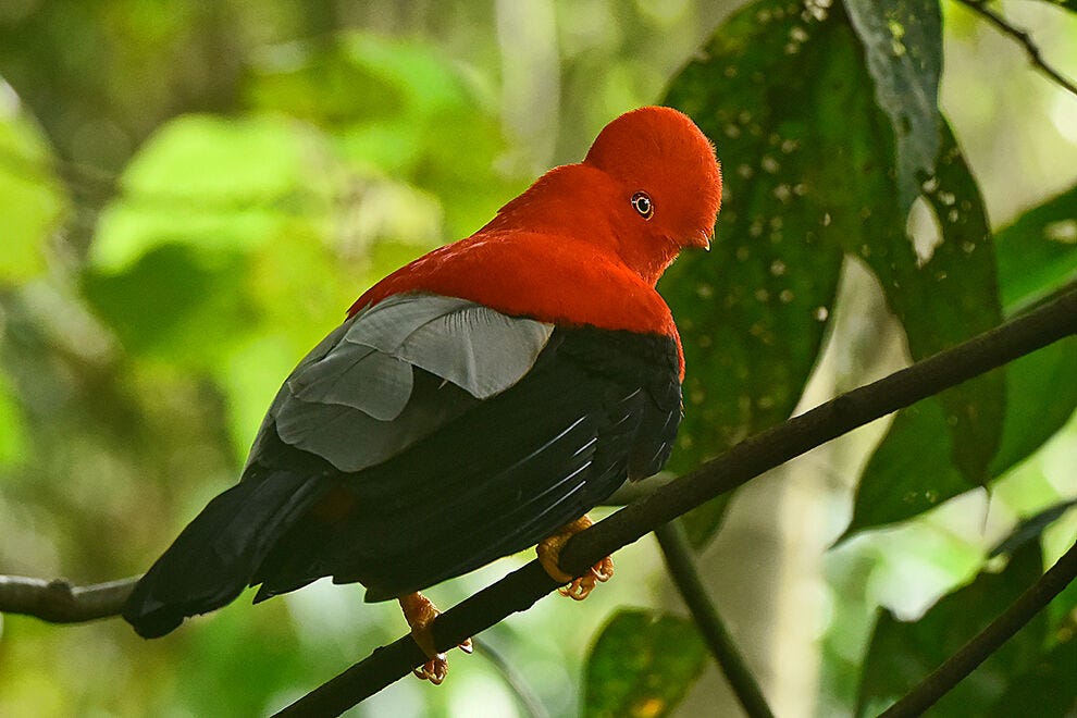 Paraíso de las aves colombianas