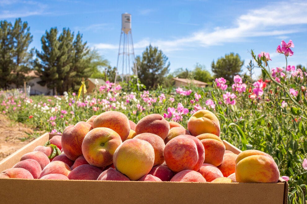 10 of the best places to visit along Arizona's Fresh Foodie Trail - Vimarsana News