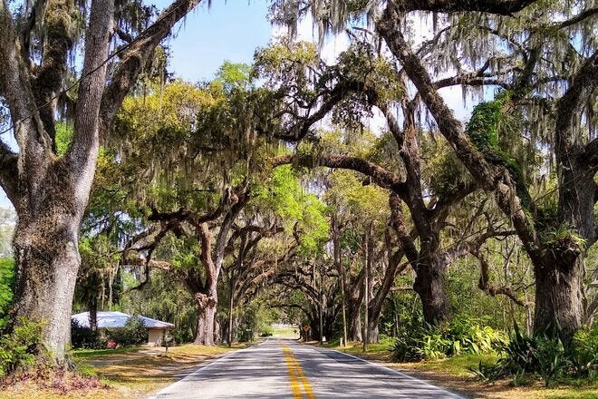 All About Spanish Moss – The Artizan Way