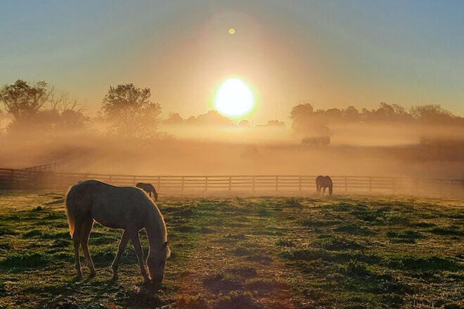 Shelbyville, KY, home to Saddlebred horses, the Bourbon Trail and more - Vimarsana News