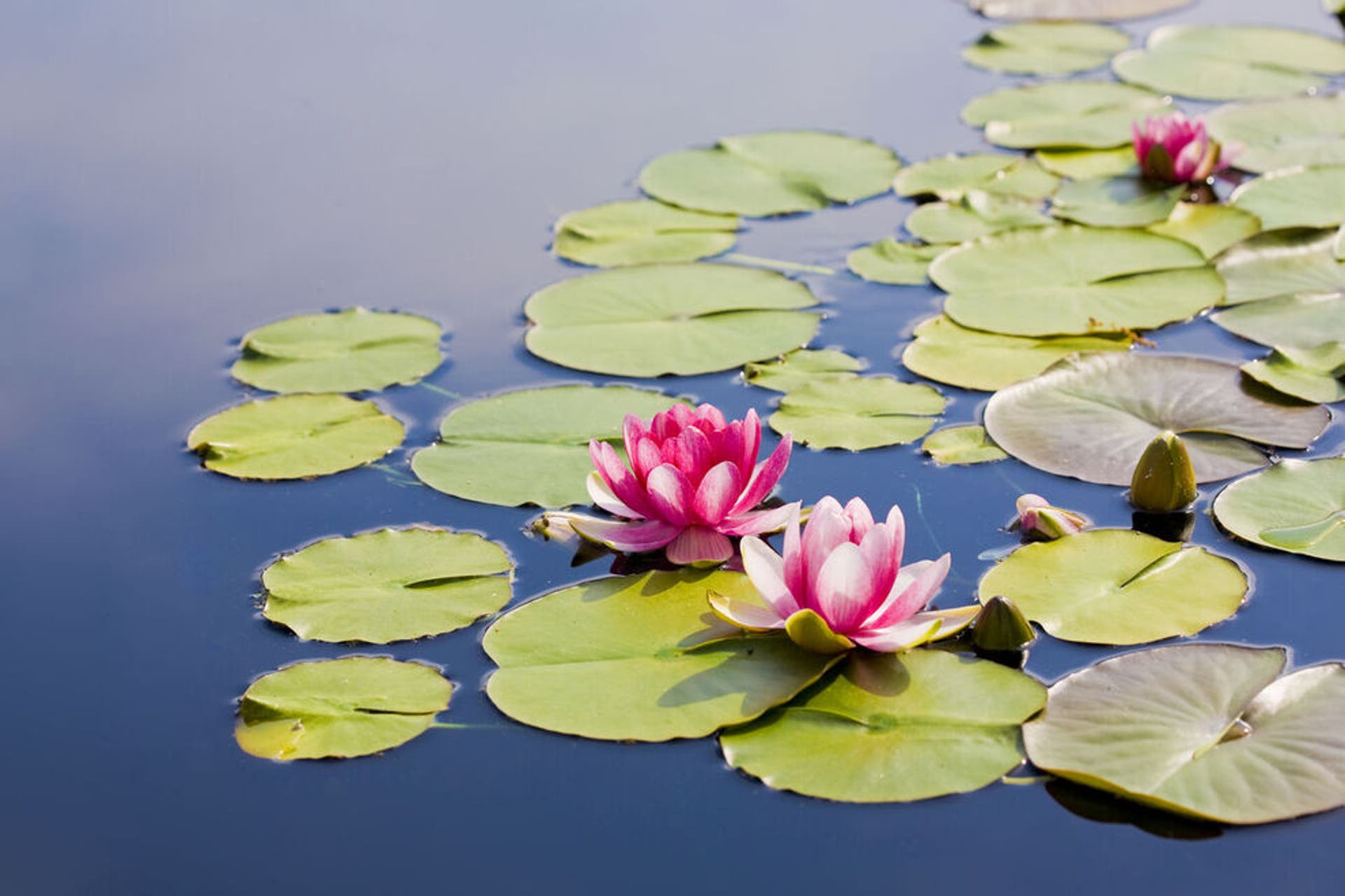 Stop to smell spring flowers in full bloom: 7 stunning US destinations