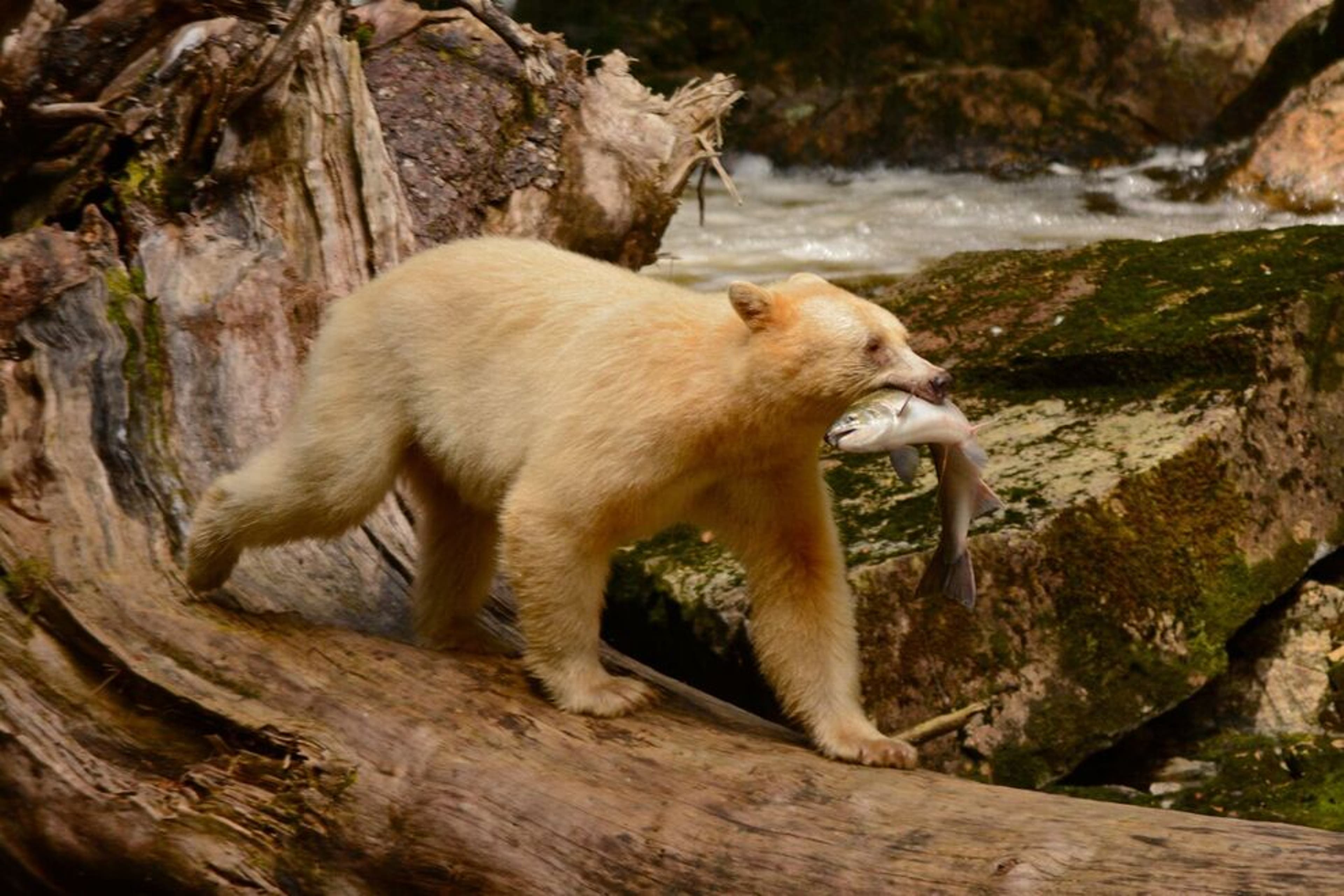 How and where to see the elusive Kermode bear, aka the spirit bear