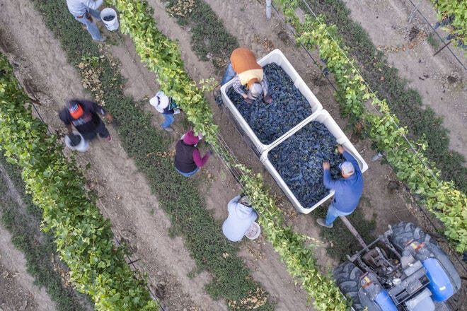 Harvest time is always the busy season for Idaho wineries