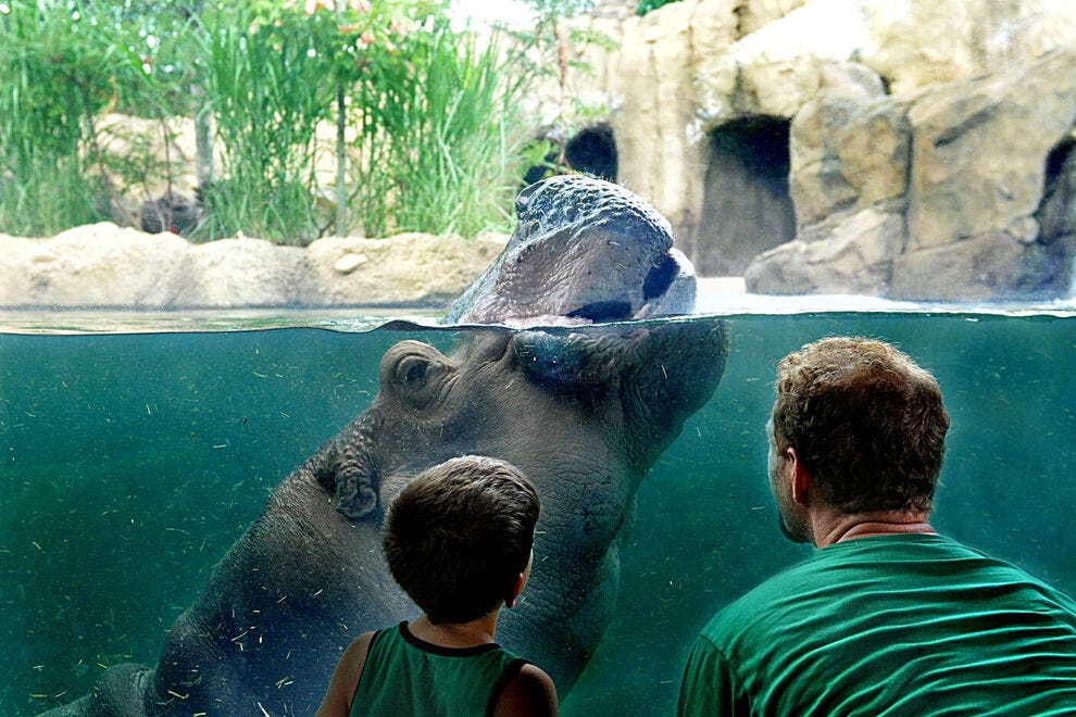 Hippo Cove at Cincinnati Zoo & Botanical Garden: 2026 USA TODAY