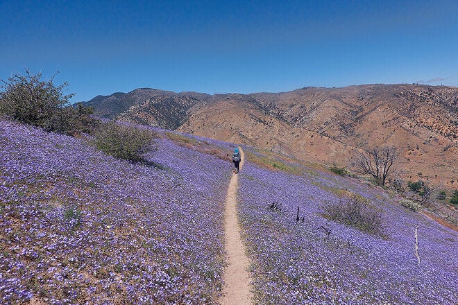 The Pacific Crest National Scenic Trail features desert blooms