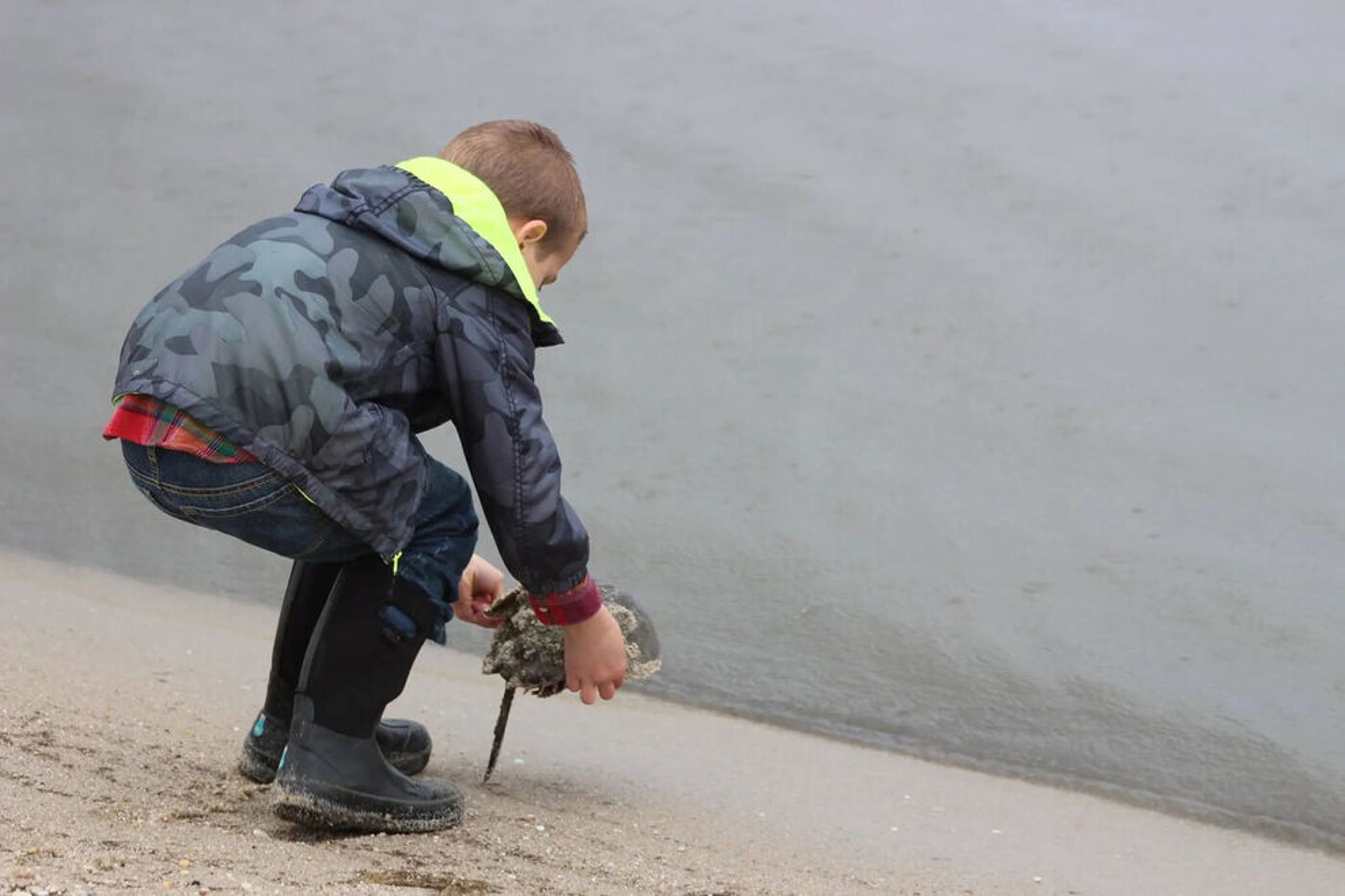 A young boy on a volunteer vacation rescues an overturned horseshoe crab in New Jersey’s Delaware Bay