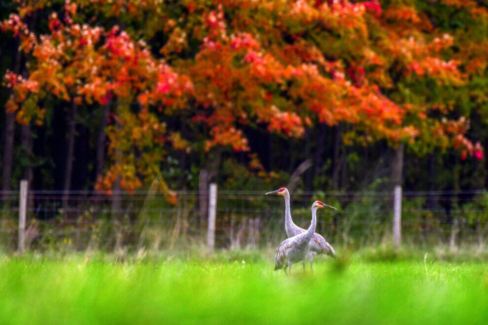 10 stunning fall bird-watching destinations in the US