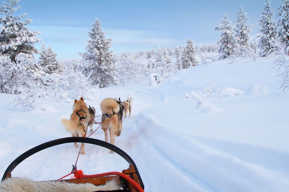 Alaska Sled Dog Tours: 2026 USA TODAY 10BEST Readers' Choice Awards