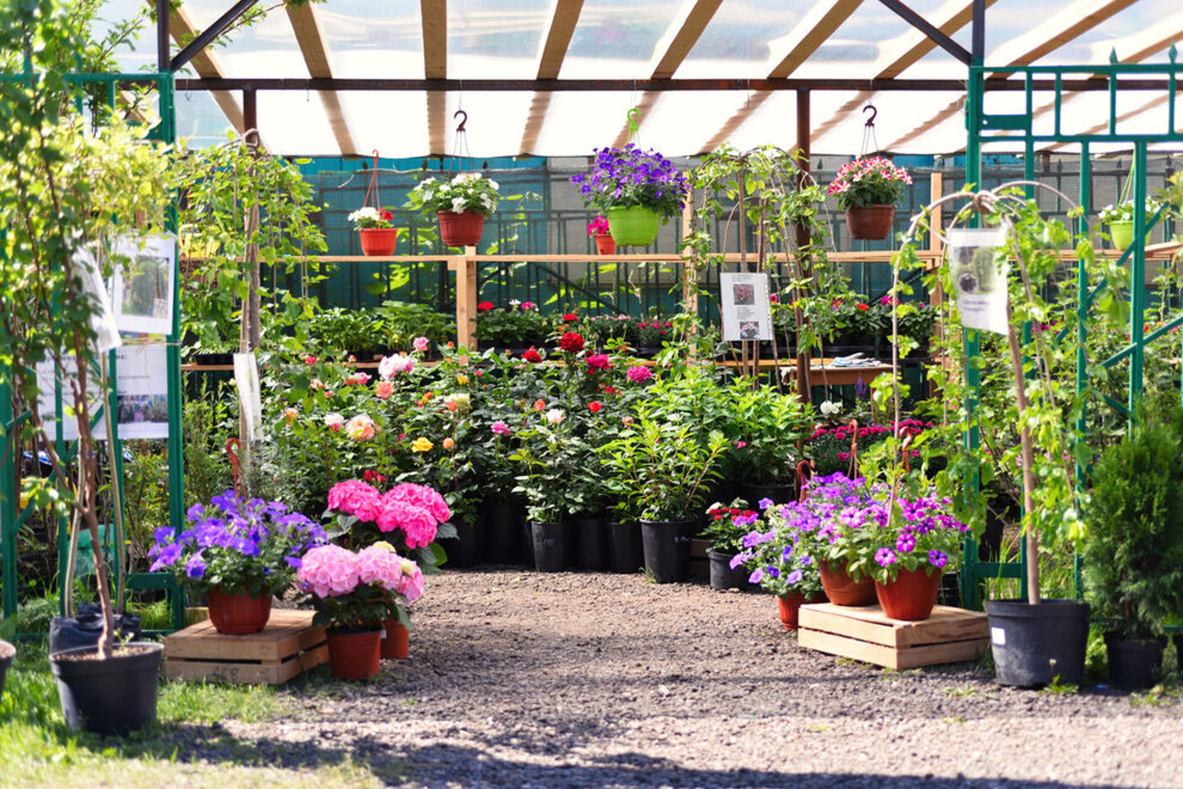 American Plant: 2026 USA TODAY 10BEST Readers' Choice Awards