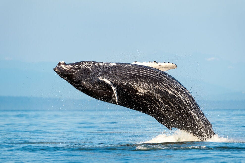 Best Whale Watching Tour for 2026