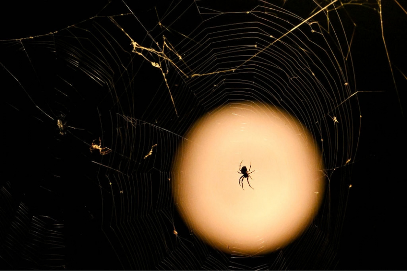 A spider is pictured in front of the full moon, this one also called The Harvest Moon, and one of 4 supermoons this year, in Frankfurt am Main, western Germany on September 17, 2024