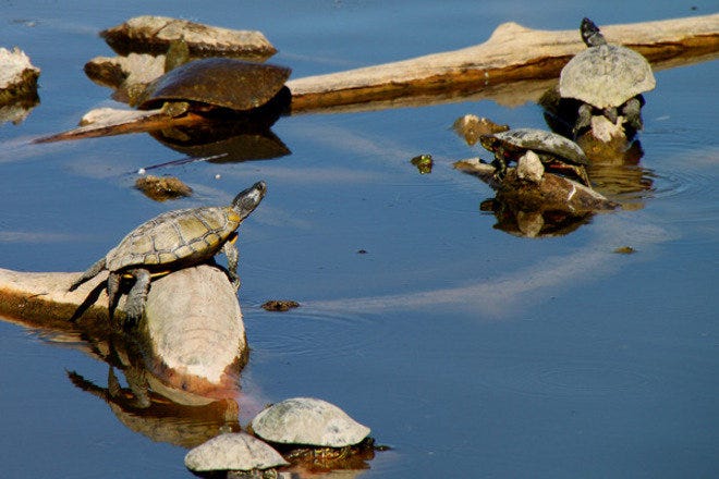 Rio Grande Nature Center State Park Is One Of The Very Best Things To Do In Albuquerque
