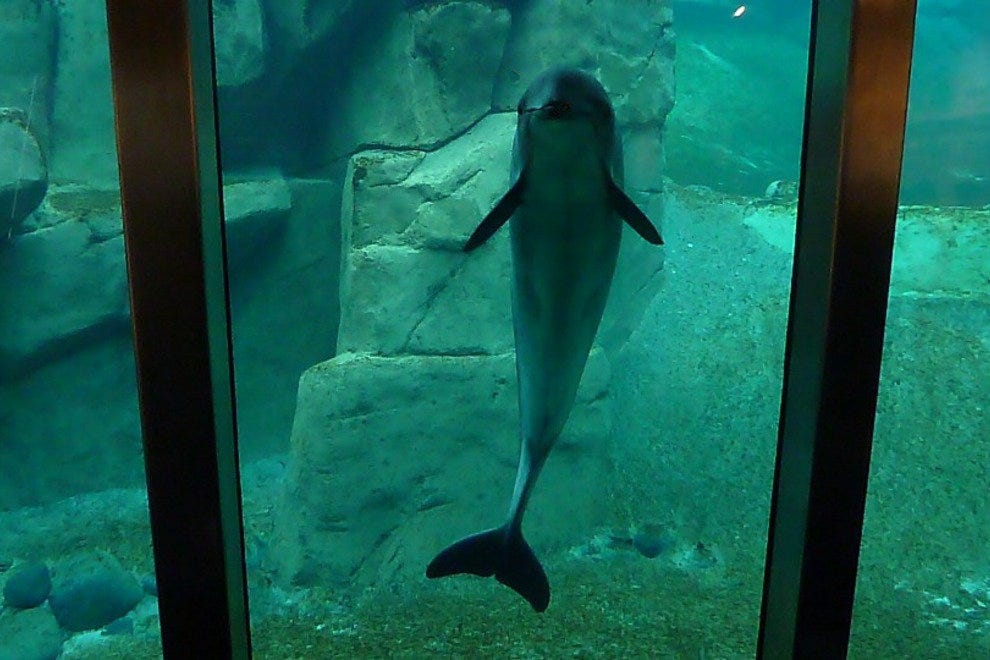 Vancouver Aquarium Vancouver Attractions Review 10Best Experts and