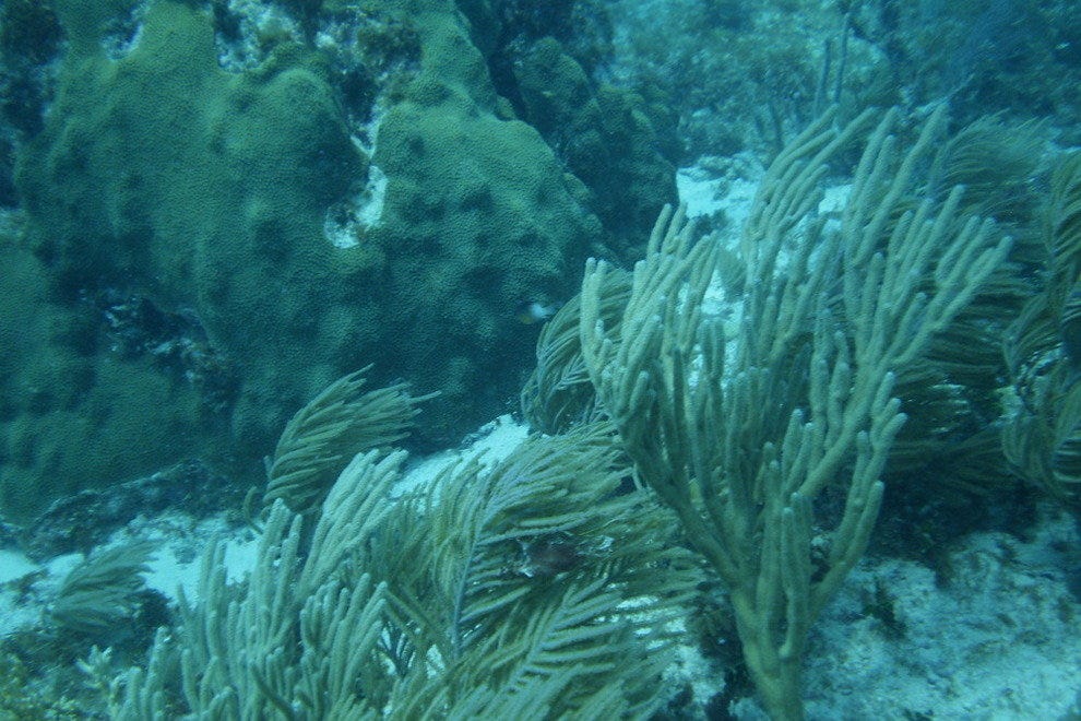 Key West Scuba Diving and Snorkeling 10Best Florida Scuba Reviews